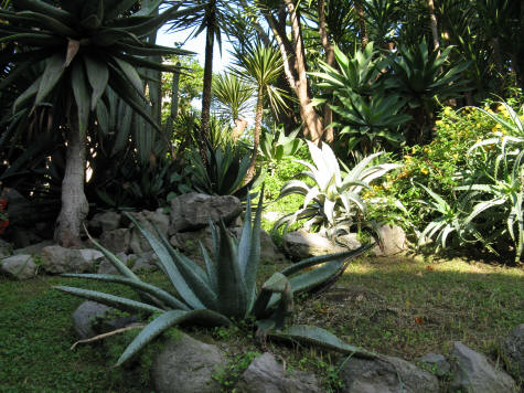 Cacti in Southern Italy